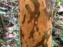 Backhousia subargentea