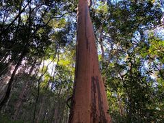Backhousia subargentea