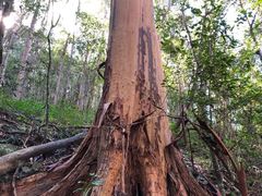 Backhousia subargentea