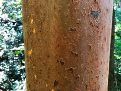 Backhousia subargentea