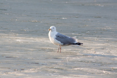 Larus argentatus