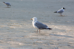 Larus argentatus