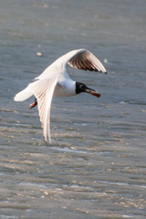 Chroicocephalus ridibundus