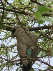 Poicephalus rufiventris