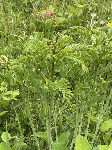 Sophora flavescens, photograph 5