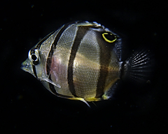 Copperband Butterflyfish photo 3