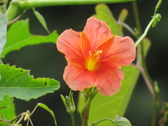 Ipomoea funis