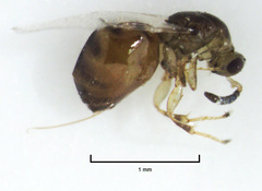 Odontofroggatia galili
