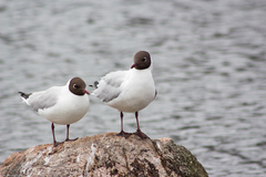 Chroicocephalus ridibundus