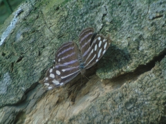 Myscelia cyaniris cyaniris
