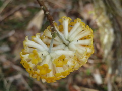 Edgeworthia chrysantha
