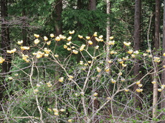 Edgeworthia chrysantha