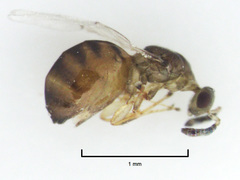 Odontofroggatia galili