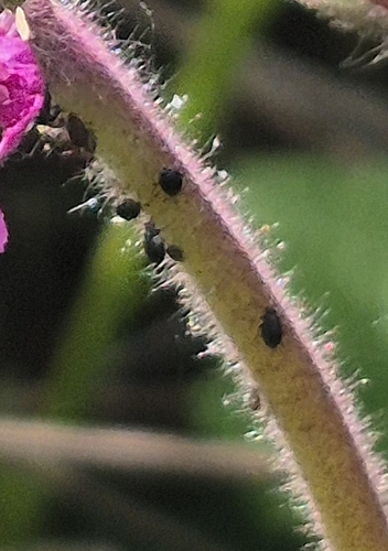 Black bean aphid