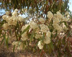 Eucalyptus fasciculosa