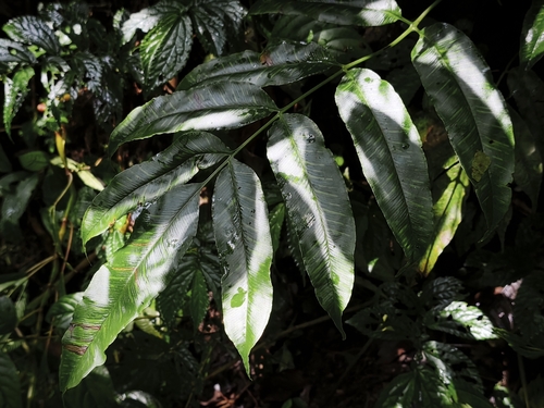 Coniogramme fraxinea observed 2026-04-19