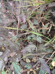 Chamaecrista newtonii