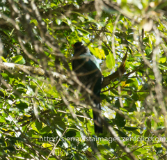 Priotelus roseigaster
