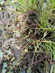 Chamaecrista newtonii