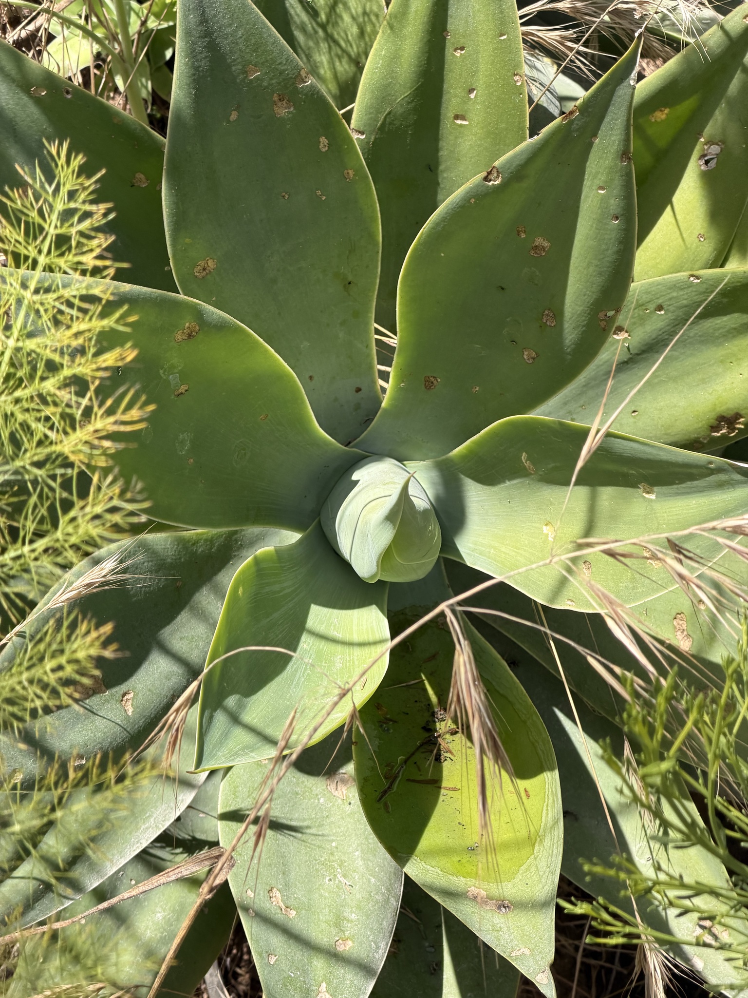Imagem de Agave-dragão