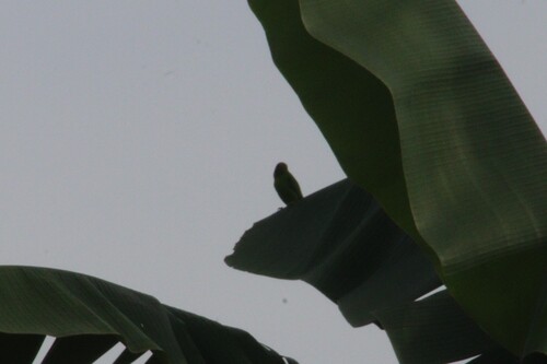 Philippine Hanging Parrot (Loriculus philippensis), photo 5