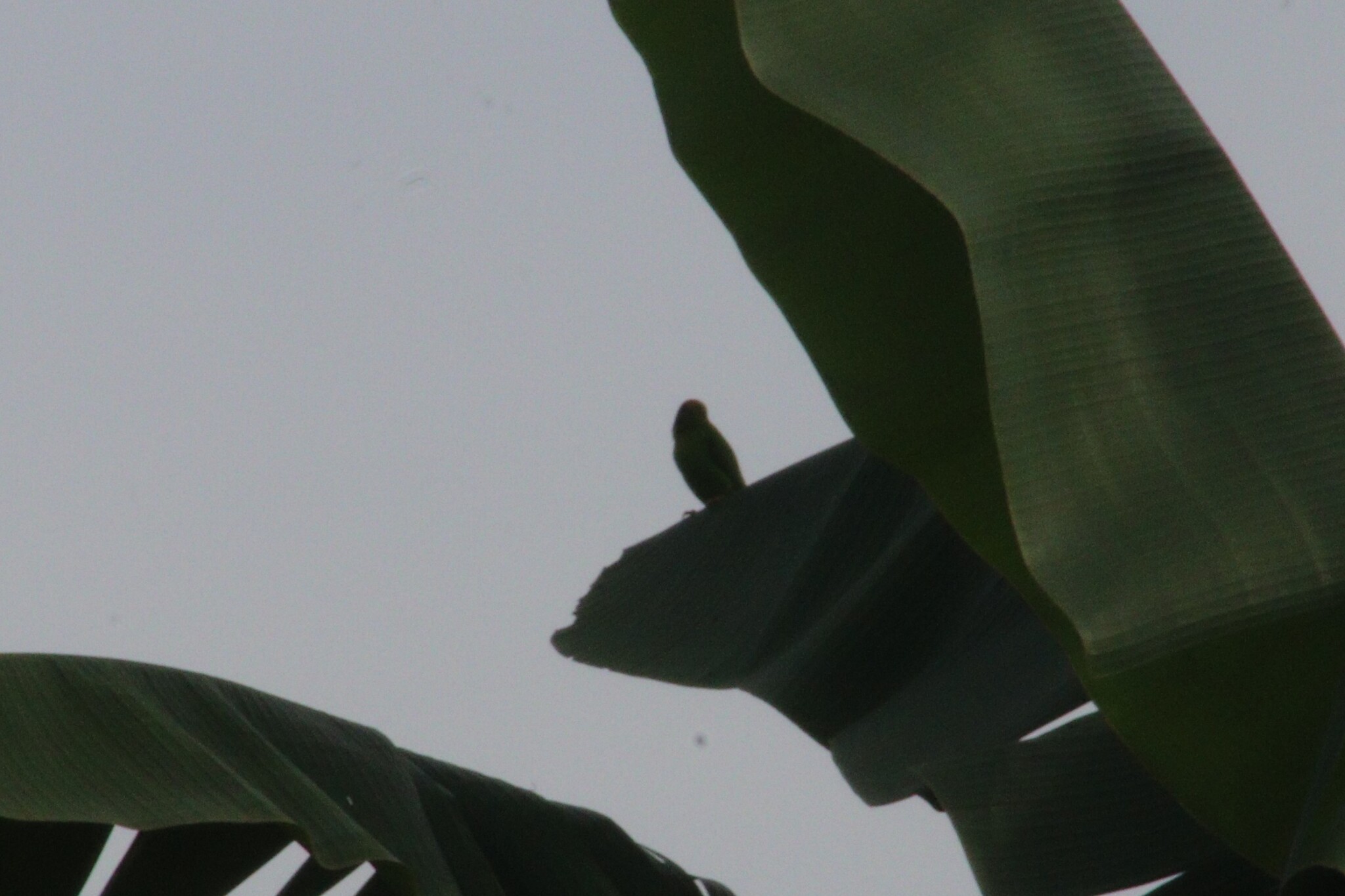 Philippine Hanging Parrot (Loriculus philippensis), photo 5