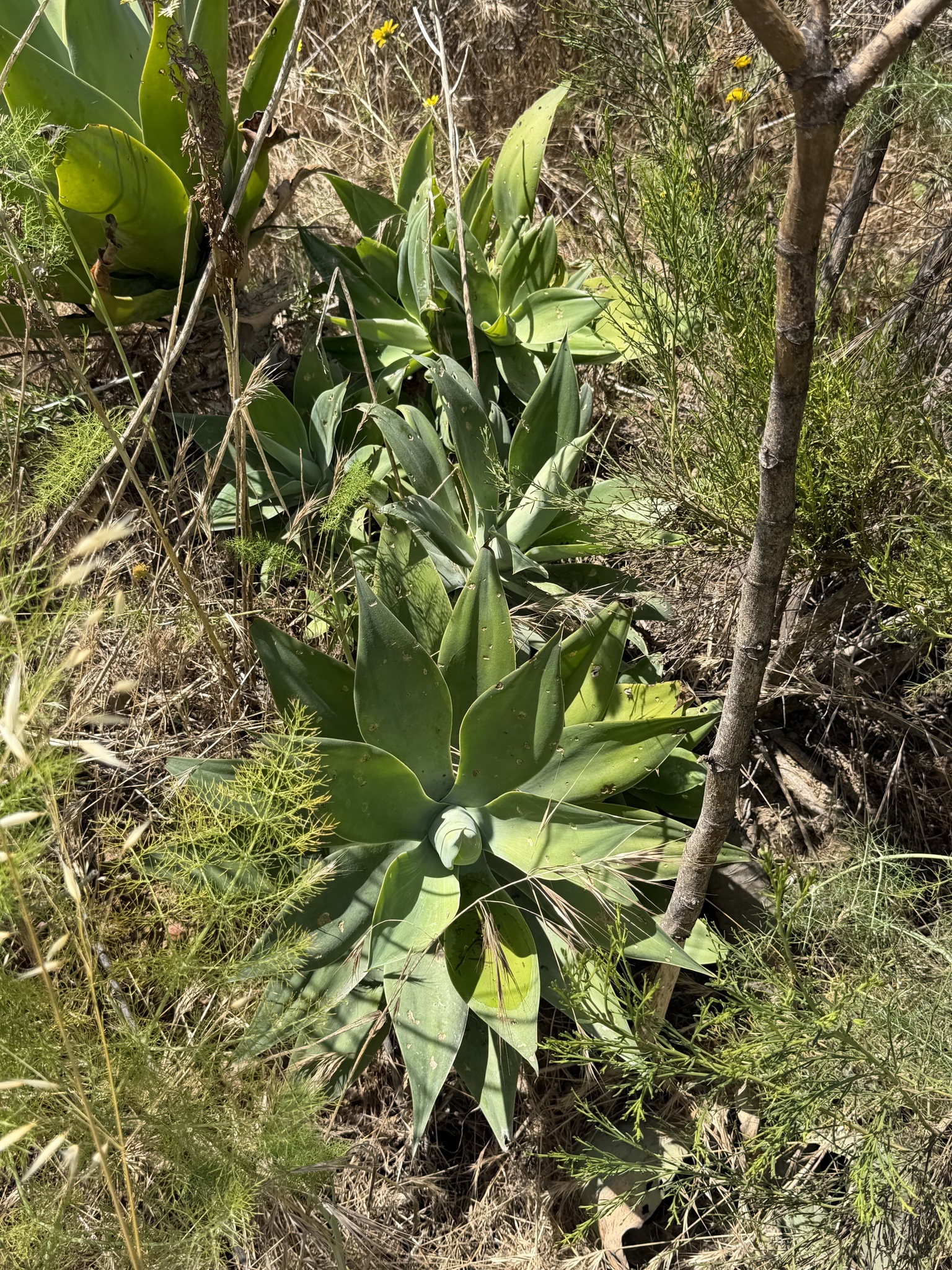 Imagem de Agave-dragão