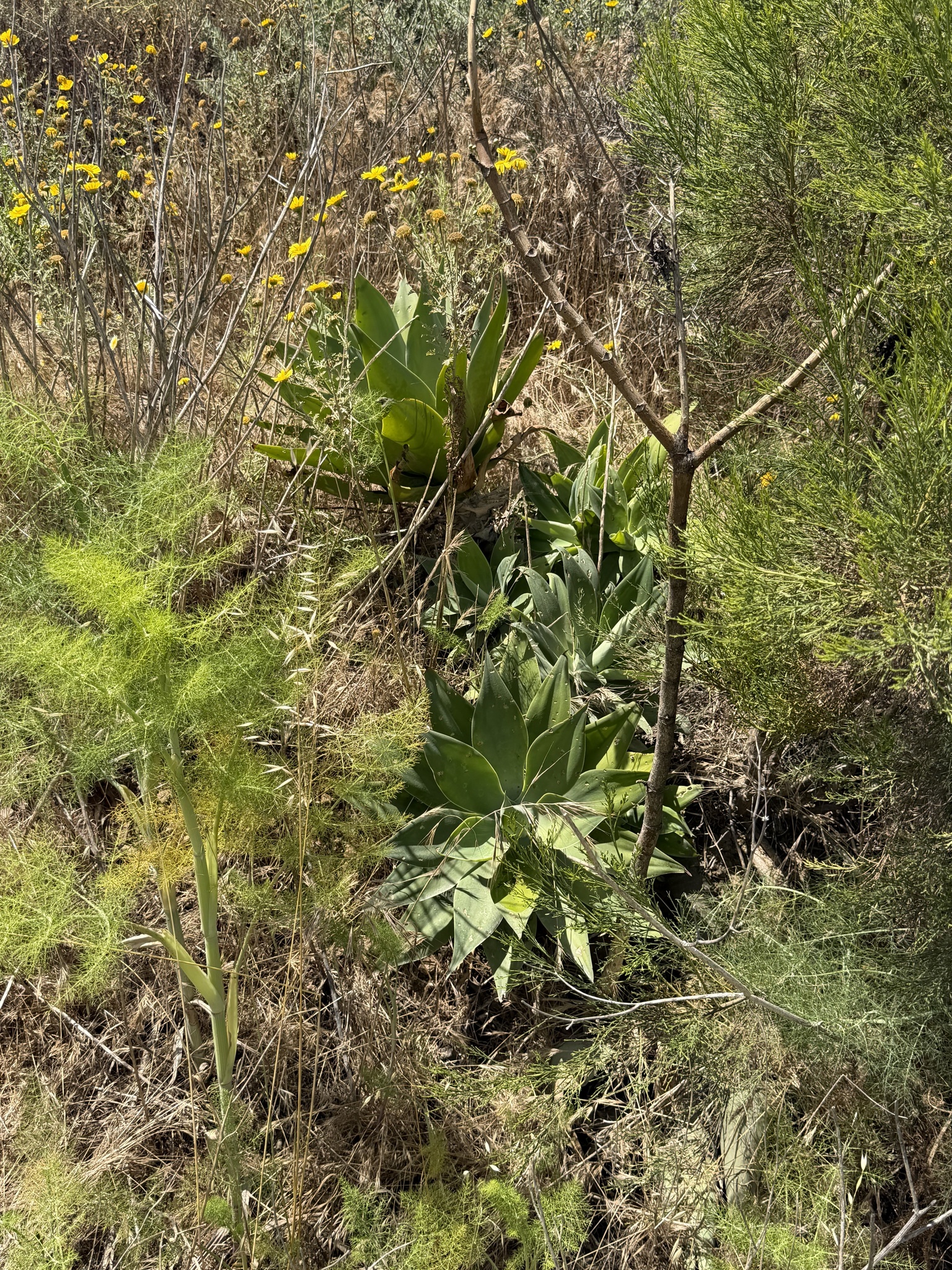Imagem de Agave-dragão