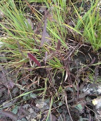 Chamaecrista newtonii