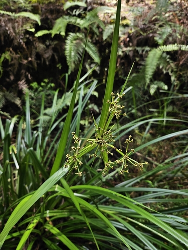 Scirpus ternatanus, photograph 2