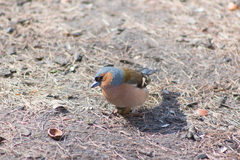 Fringilla coelebs