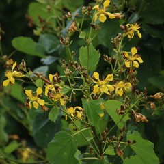 Erinocarpus nimmonii