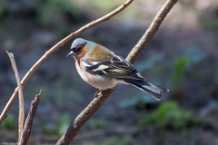 Fringilla coelebs