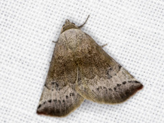 Mataeomera mesotaenia