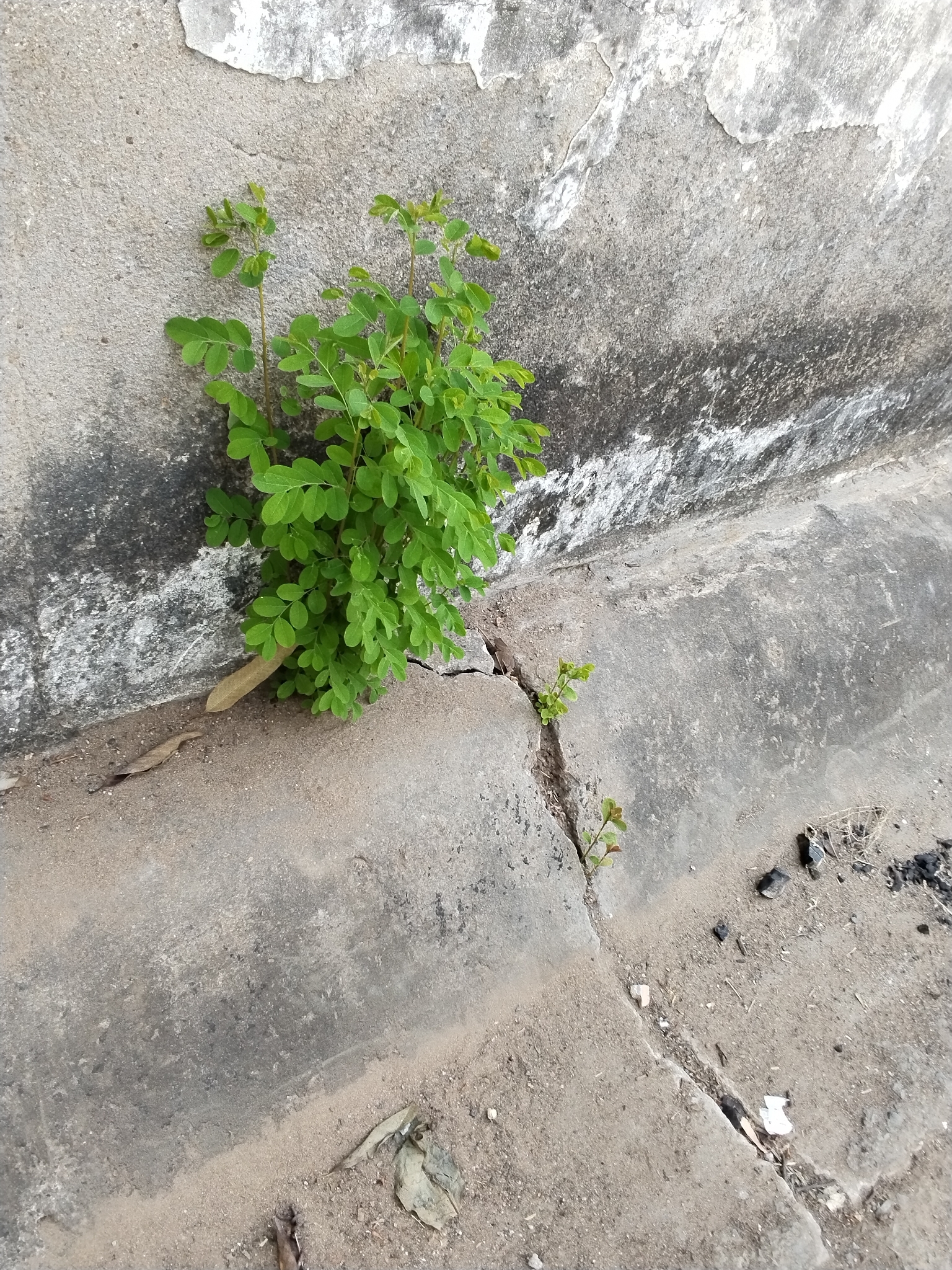 Chùm ngây (Moringa oleifera)