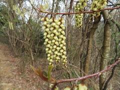 Stachyurus praecox