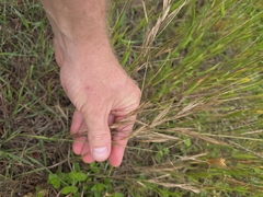 Bromus lanceolatus