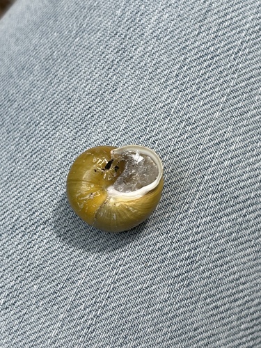 Cepaea hortensis