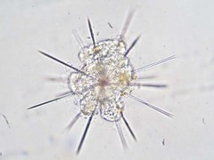 Acanthometron