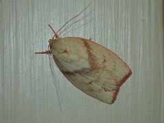 Euchaetis inceptella