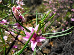 Boronia splendida