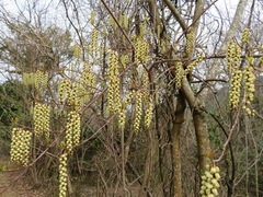 Stachyurus praecox