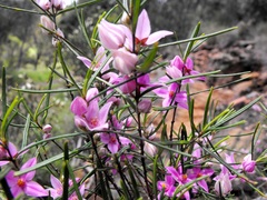 Boronia splendida