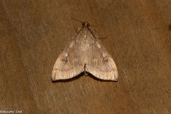 Mnesictena marmarina