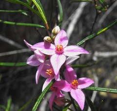 Boronia splendida