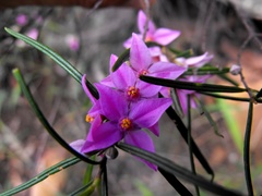 Boronia splendida