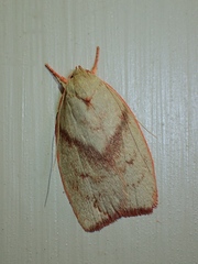 Euchaetis inceptella