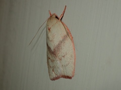 Euchaetis inceptella