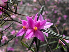 Boronia splendida