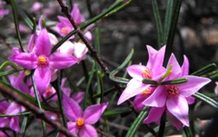 Boronia splendida